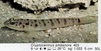 Cryptocentrus ambanora